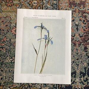 Antique Botanical Plant Print Original over 100 years old Vintage Art Flower